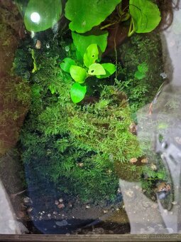 Čerstvé akvarijní rostliny - 3