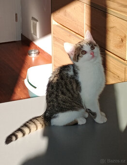 Koťata, kotě, jen do dobrých rukou - 3