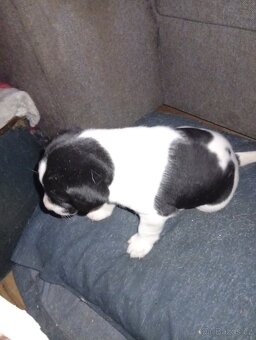 Jack Russell teriér s Parson terierem - 3