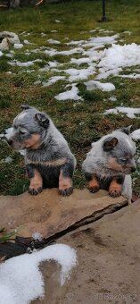 Austrálský honácký pes - 3