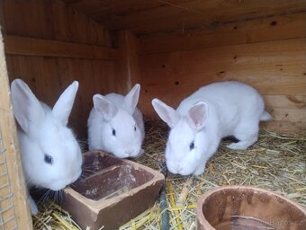 České černopesíkaté ramlice - 3