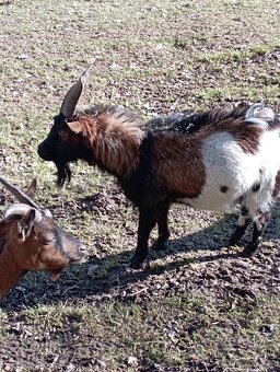Holandská zakrslá koza, kozlík - 3