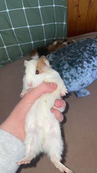 Darujem do dobrých rúk morče - 3