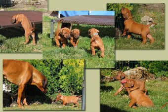 Rhodéský ridgeback - fenka s PP - 3