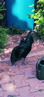 Kohout ayam cemani - 3