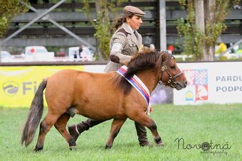 Shetland pony - 3