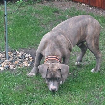 American Bully Xl - 3
