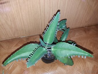 Náduť madagaskarská - léčivka - 3