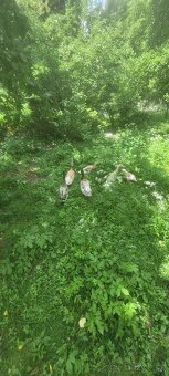 2 loňské kačery Indických běžců. - 3