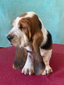 Štěňata Bassethound s PP - 3
