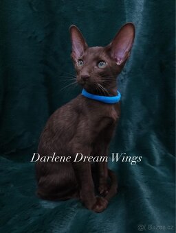 Orientální kočka s PP Darlene Dream Wings - 3