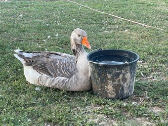 Husa Landeska-prodej - 3