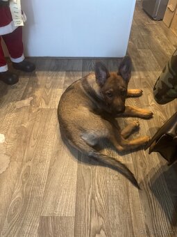 Vlkošedý ovčák štěně - 3