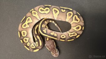 Krajta královská - 10/2025 - 3