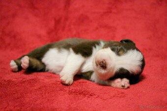 MINIATURNÍ AMERICKÝ OVČÁK - psi - 3