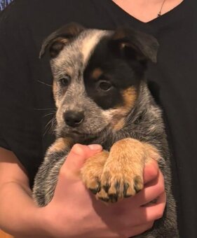 Australský honácký pes - 3