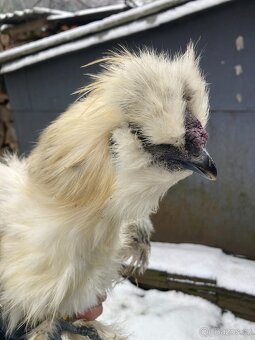 Kohout hedvábnička - 3