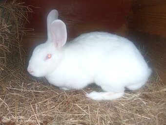 Prodám Kalifornskou samici - 3