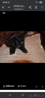 Prodám Jokšírský teriér čokoládový s pp - 3