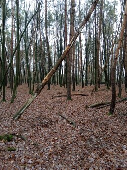 Nechám palivové dřevo - 3