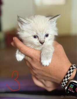 Ragdoll s PP - 3