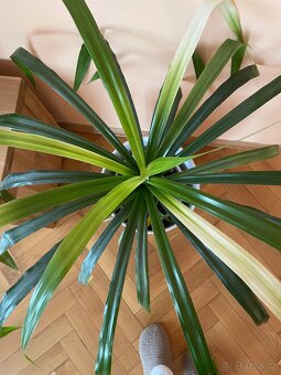 Rostlina Pandanus - 3