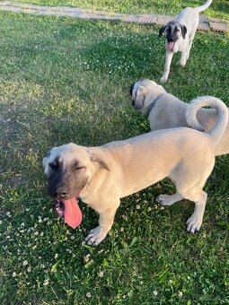 Kangal, pastevecký pes - 3