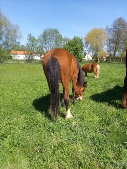 Welsh Mountain pony - 3