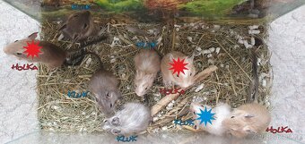 Osmák Degu - různé barvy - 3