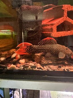 L600Pleco,L114 Pleco, Manacapura - 3
