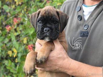 Nemecký boxer- pekné šteniatka s PP - 3