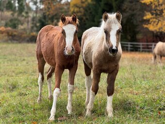 Pony hřebeček nar. 31.5.2025 - 3