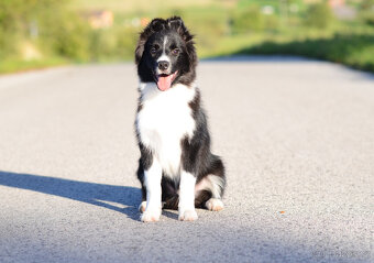 Border kolie s PP - 3