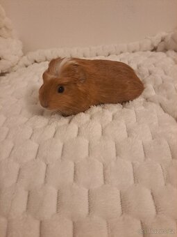 Morče sameček - rezervace - 3