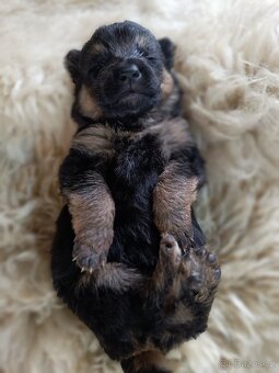 ŠTĚŇATA NĚMECKÉHO OVČÁKA TYPU REX - 3