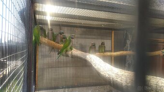 alexandr činský - 3