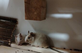 Osmak degu mlade - 3