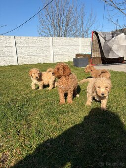 Pudl stredný pudlik - 3