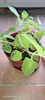 Prodám rýmovník - 3