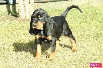 Šteniatka Black and Tan Coonhounda na predaj - 3