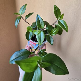 Tradescantia fluminensis - zakořeněné výhony - 3