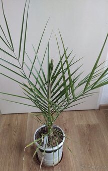 Datlovník pravý-Phoenix Dactylifera - 3