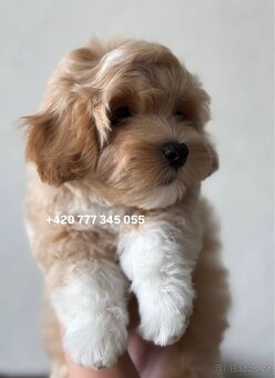 Maltipoo F1 Caramel male pejsek Martin - 3