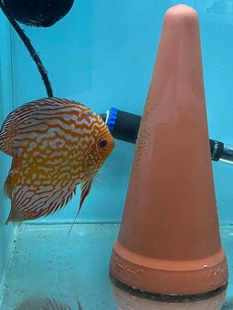 Terčovci Pigeon Checkerboard - chovný pár Discus - 3