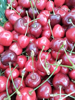 Prodám trhané třešně 55 Kč/ 1 kg - 3