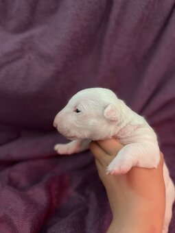 Miniaturní bulterier,minibulterier,bully,mbt - 3