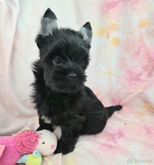 Yorkshire Terrier - 3