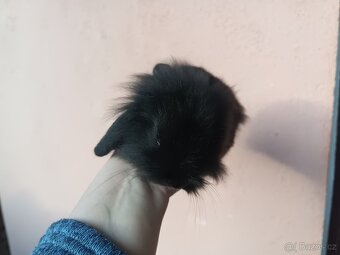 Zakrslý beránek lvíček - 3