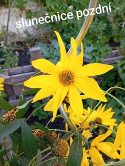 Mix trvalek - vyšší trvalky - 3