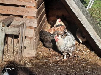 Faverolka kohouti - 3